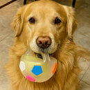 Playful Paws Colorful Pet Ball